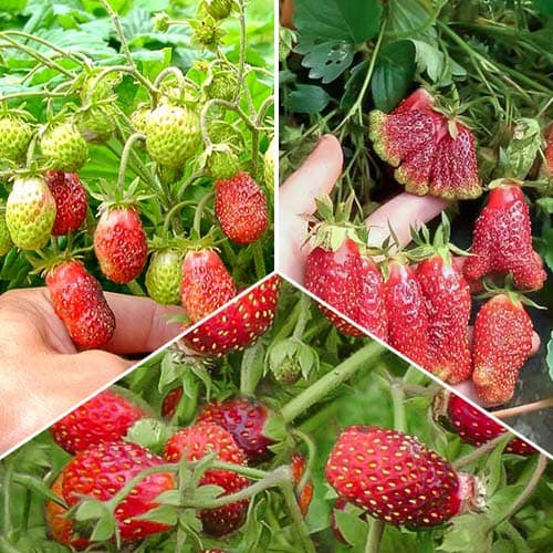 Комплект земклуники Сладкий микс из 3 сортов изображение 1 артикул 5740