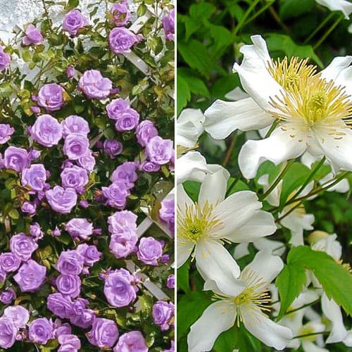 Комплект Звездное небо из розы и клематиса изображение 1 артикул 4622