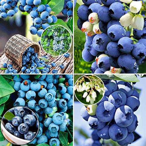 Суперпредложение!  Комплект ягод голубики Гиганты из 4-х саженцев изображение 1 артикул 8432