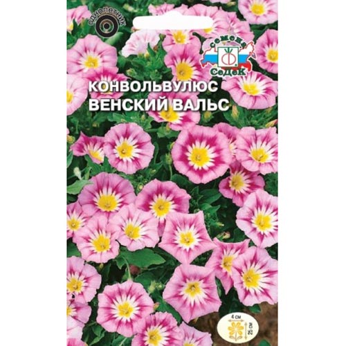 Конвольвулюс Венский вальс, семена изображение 1 артикул 93831