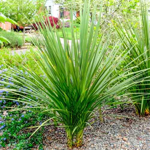 Кордилина неразделённая изображение 1 артикул 71340