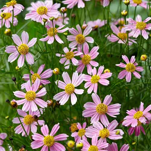 Кореопсис Американ Дрим изображение 1 артикул 01353