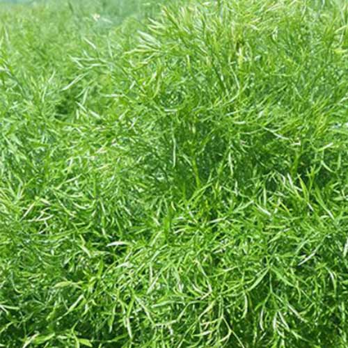 Кориандр Ажур изображение 1 артикул 69892