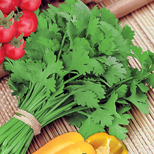 Кориандр Кин-Дза-Дза Premium Seeds изображение 1 артикул 83753