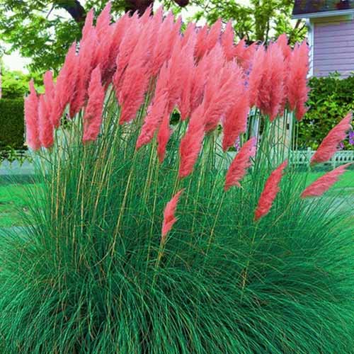 Кортадерия (пампасная трава) красная изображение 1 артикул 9066