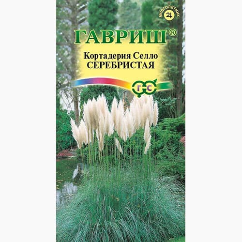 Кортадерия (пампасная трава) серебристая  Гавриш изображение 1 артикул 97700