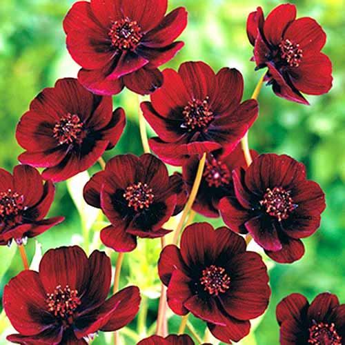 Космея (космос) Чоколат Раффлс изображение 1 артикул 70368