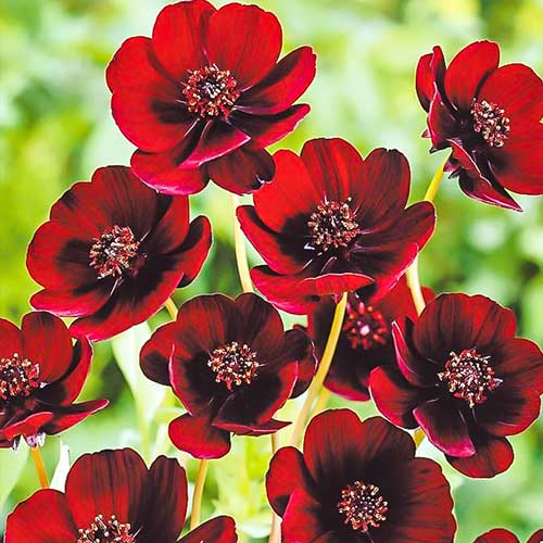 Космос Чоколит Раффл артикул фото 1 Космос Чоколит Раффл изображение 1 артикул 76043