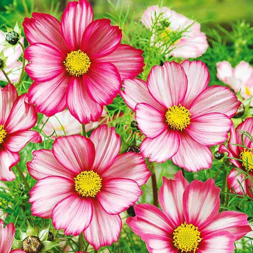 Космос Сенсация Кенди Страйп артикул фото 1 Космос Сенсация Кенди Страйп изображение 1 артикул 71459