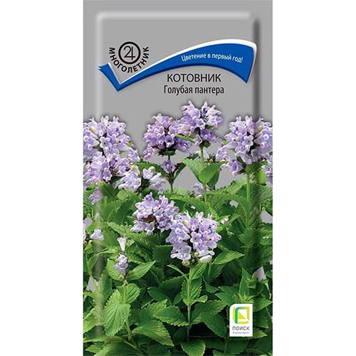 Котовник Голубая пантера, семена изображение 1 артикул 92750