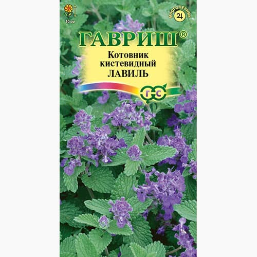 Котовник кистевидный Лавиль Гавриш изображение 1 артикул 97705