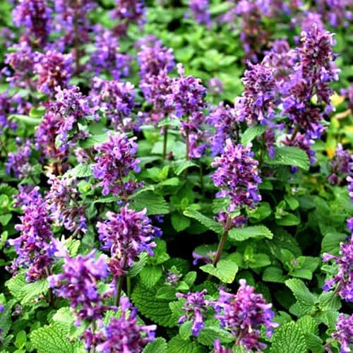 Котовник лимонный Гурман Аэлита изображение 1 артикул 98303