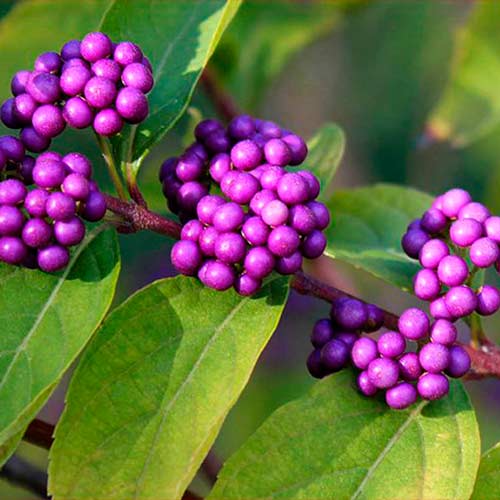 Красивоплодник Бодиньера Профьюжн изображение 1 артикул 73014