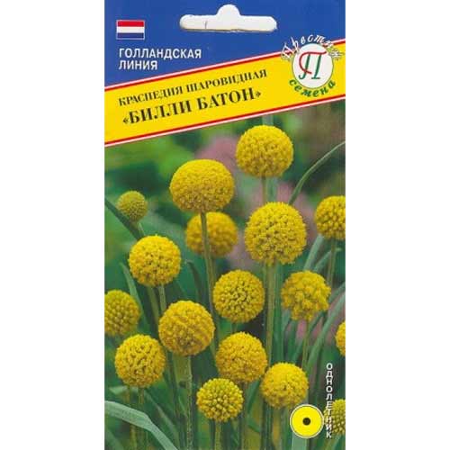 Краспедия шаровидная Билли Батон Престиж артикул фото 1 Краспедия шаровидная Билли Батон Престиж изображение 1 артикул 71462