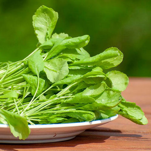 Кресс-салат Ореховый Уральский дачник изображение 1 артикул 84960