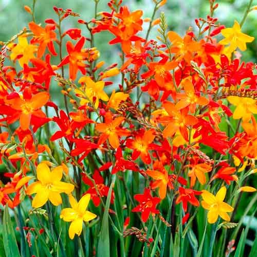 Крокосмия, микс изображение 1 артикул 76404