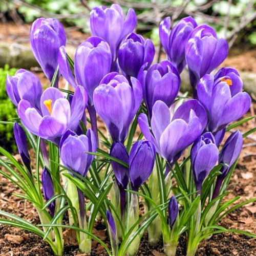 Крокус Гигант Блю изображение 1 артикул 67615