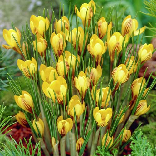 Крокус Голден Йеллоу изображение 1 артикул 67616