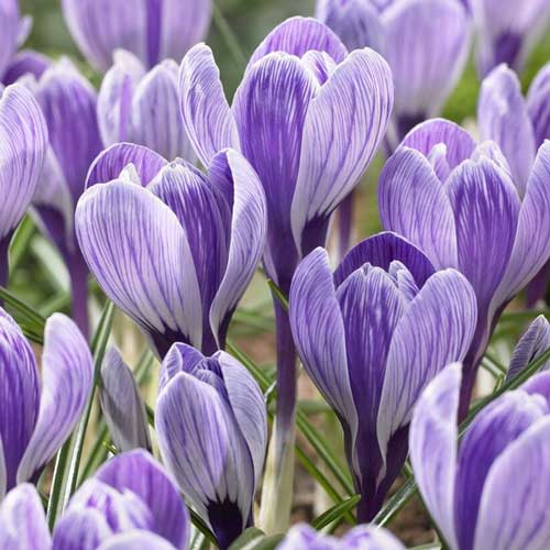 Крокус Кинг Оф Стрипт изображение 1 артикул 68092
