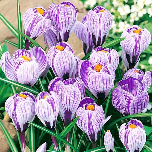 Крокус Пиквик изображение 1 артикул 67335