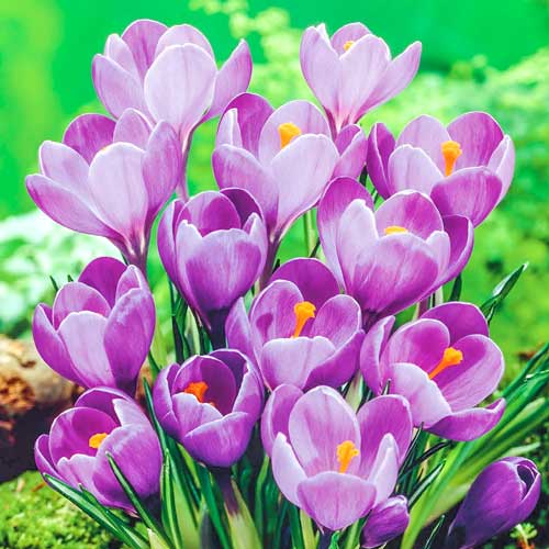 Крокус Ремембранс изображение 1 артикул 68062