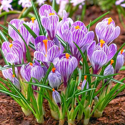 Крокус Страйпед изображение 1 артикул 70209