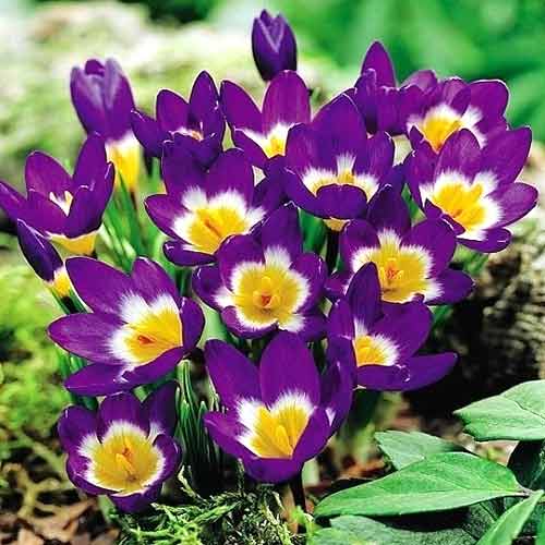 Крокус Триколор изображение 1 артикул 67620