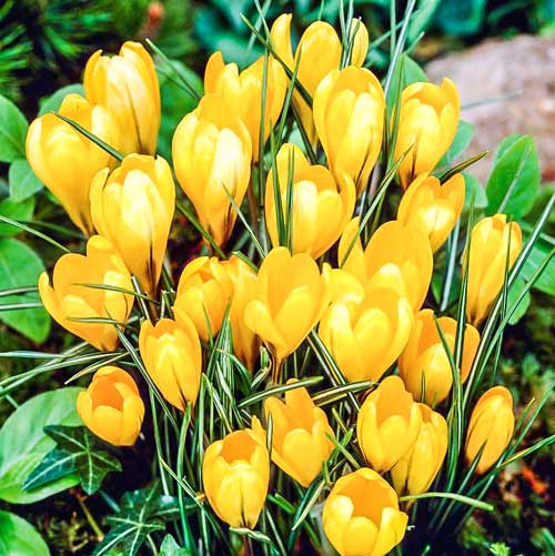 Крокус Йеллоу Маммос изображение 1 артикул 68014