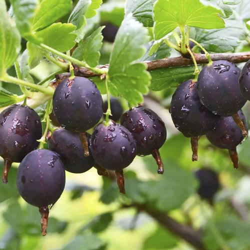 Крыжовник Африканец слабошиповатый изображение 1 артикул 5743