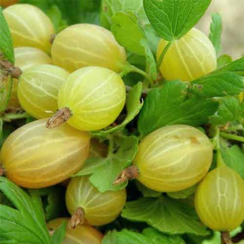 Крыжовник Алтайский слабошипный изображение 1 артикул 5716