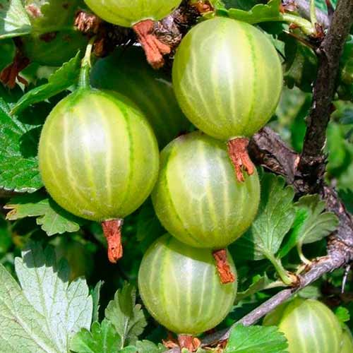 Крыжовник Балтийский артикул фото 1 Крыжовник Балтийский изображение 1 артикул 4328