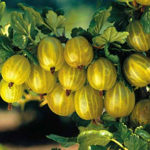 Крыжовник Белорусский сахарный изображение 1 артикул 5717