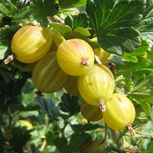 Крыжовник Берилл артикул фото 1 Крыжовник Берилл изображение 1 артикул 4341