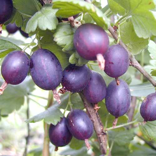 Крыжовник Черномор артикул фото 1 Крыжовник Черномор изображение 1 артикул 4345