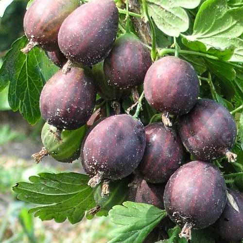 Крыжовник Черносливовый изображение 1 артикул 4339