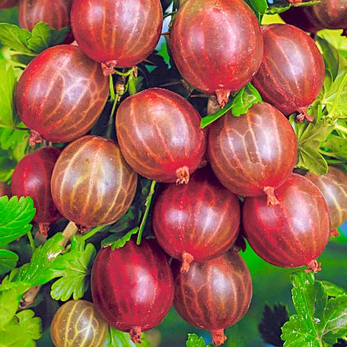 Крыжовник Десертный изображение 1 артикул 7674