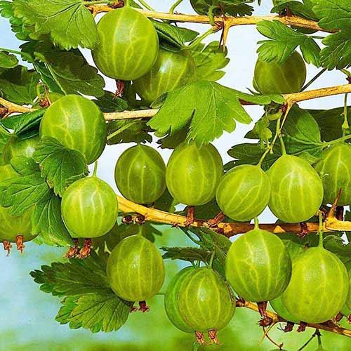 Крыжовник Донецкий крупноплодный артикул фото 1 Крыжовник Донецкий крупноплодный изображение 1 артикул 4329