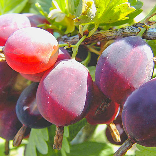 Крыжовник Финик изображение 1 артикул 7676