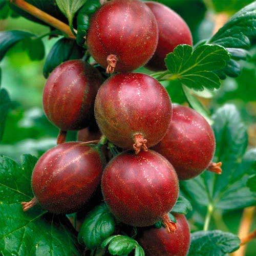 Крыжовник Хиннонмаки Ред изображение 1 артикул 7595