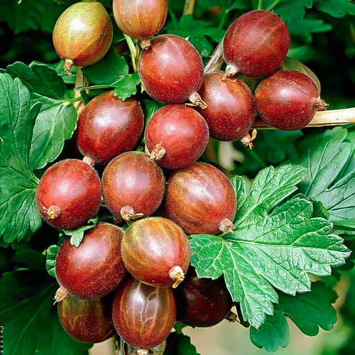 Крыжовник Каптиватор изображение 1 артикул 7593