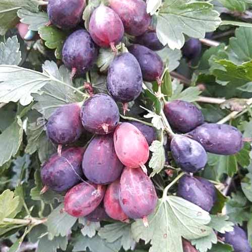 Крыжовник бесшипный Командор изображение 1 артикул 4342