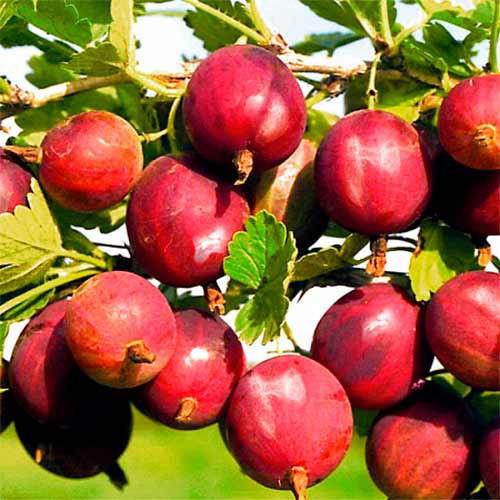 Крыжовник Конфетный изображение 1 артикул 7630