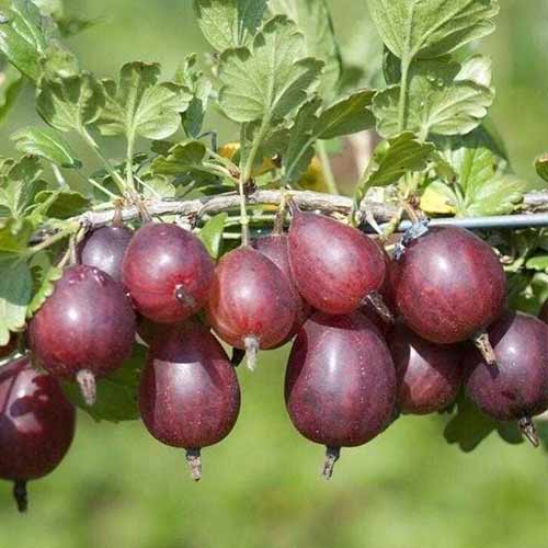 Крыжовник Ленинградец артикул фото 1 Крыжовник Ленинградец изображение 1 артикул 4332