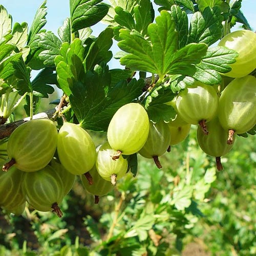 Крыжовник Малахит изображение 1 артикул 7675