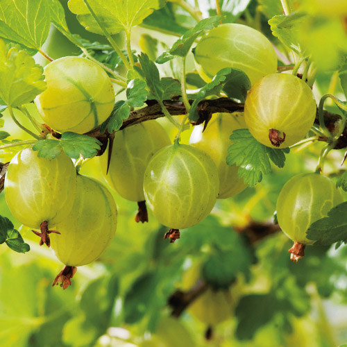 Крыжовник Мукуринес изображение 1 артикул 7646