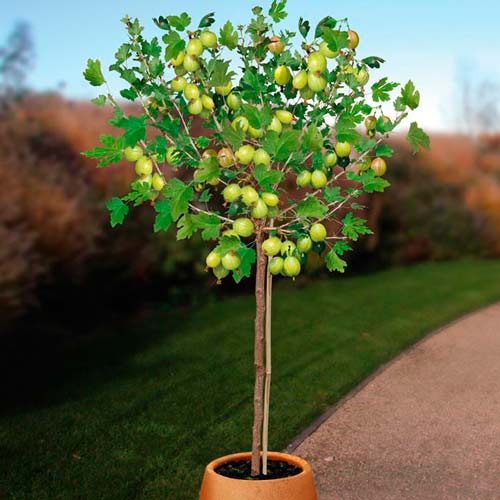 Крыжовник на штамбе Белый триумф изображение 1 артикул 8005