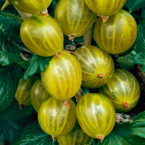 Крыжовник на штамбе Хиннонмаки зеленый изображение 2 артикул 8127