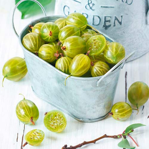 Крыжовник на штамбе Хиннонмаки зеленый изображение 3 артикул 8127