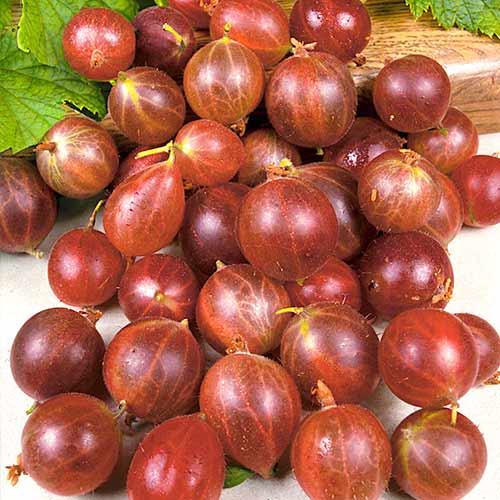 Крыжовник Олави артикул фото 1 Крыжовник Олави изображение 1 артикул 4343