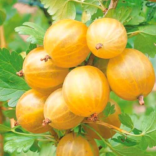 Крыжовник Русский желтый изображение 1 артикул 4344